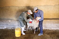 عبور رقم واکسیناسیون دام های خراسان رضوی از مرز ۲۳ میلیون