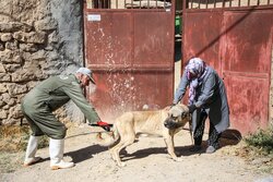 İran’ın Şirvan kentinde hayvan hastalıklarına karşı veterinerlik kampanyası