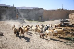 مراتع پناهگاه کاوه‌ده فیروزکوه از دام‌های غیرمجاز تخلیه شد