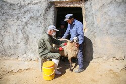 ۵ میلیون رأس دام در اصفهان واکسیناسیون شدند