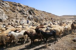 ظرفیت ناشناخته روستاها در «همسایه سلام»؛ تریبون عشایر می‌شویم