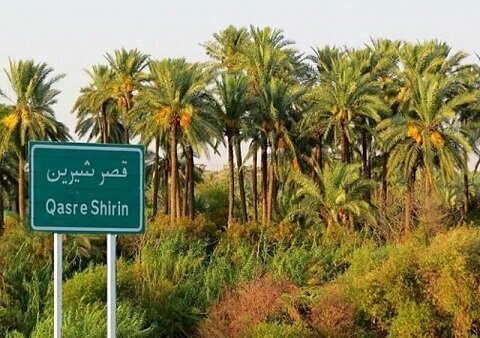 خرمای قصرشیرین؛ میوه ای که می‌تواند کام اقتصاد غرب کشور را شیرین کند