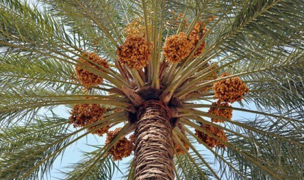 خرمای بوشهر راهی بازارهای خارجی شود؛ لزوم توسعه صنایع تبدیلی و فرآوری