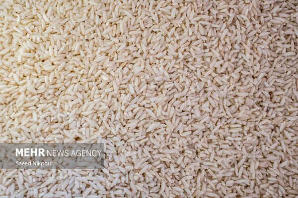 رونق کشت برنج بلوچستان نیازمند مدیریت آب و استفاده از تجربه کشاورزان