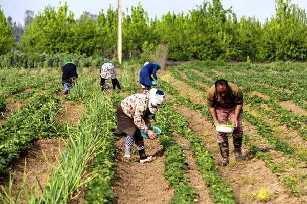 خرده‌ مالکی، بلای جان کشاورزی کرمان است؛ منابعی که هدر می رود