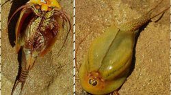 میگوی سر وزغی معروف به فسیل زنده در اردستان دیده شد