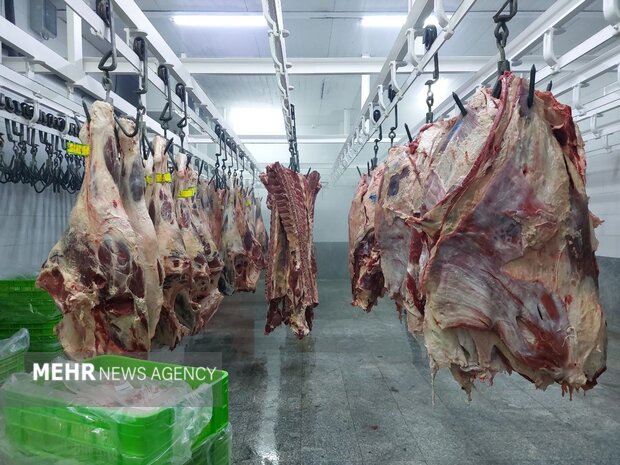 روز ملی دامپزشکی؛ از وضعیت ارتقا کیفیت تا تضمین سلامت محصولات دامی
