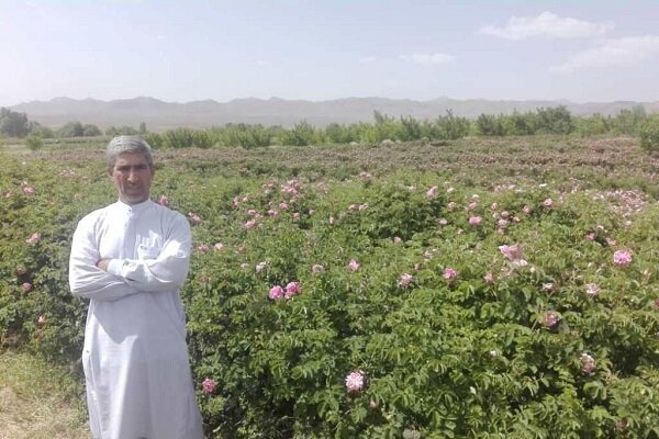 گیاه گون؛ گنجی در دل بلوچستان با فرصت های اقتصادی