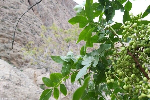 گیاه گون؛ گنجی در دل بلوچستان با فرصت های اقتصادی