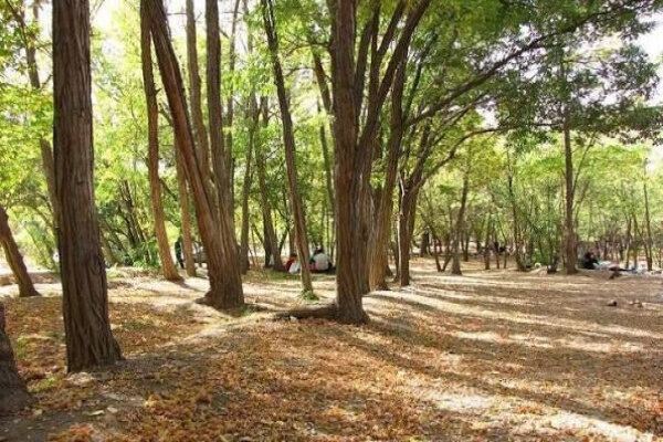 هدف ما از جابجایی درختان بهبود حال عمومی پارک جنگلی چیتگر است