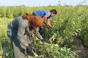 برداشت کنجد در سطح ۳۰۰ هکتار از اراضی دره شهر آغاز شد