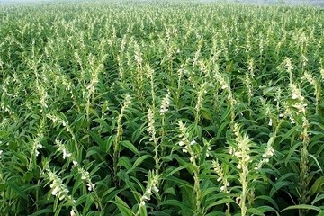 سالاری: برای تولید و فروش کنجد کرمان برنامه ریزی شود