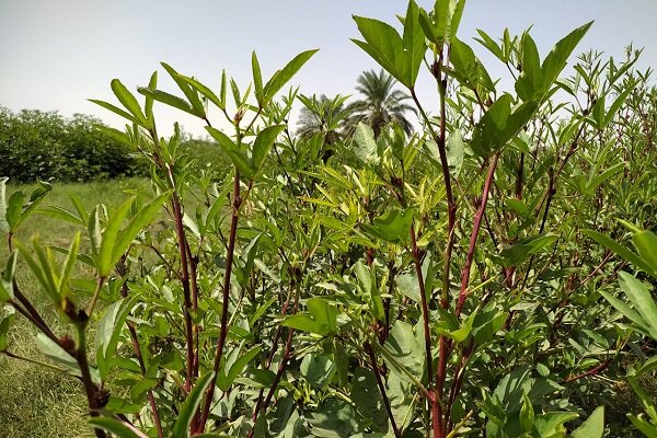 ۶۰۰ هکتار چای ترش در دلگان کشت شد