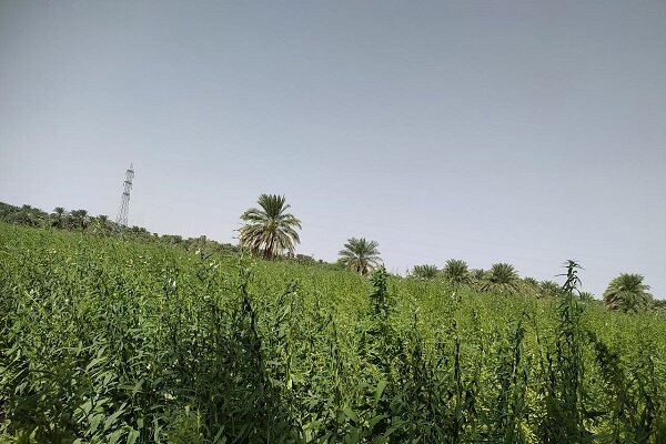 دلگان؛ قطب تولید کنجد سیستان و بلوچستان با چشم انداز صادرات