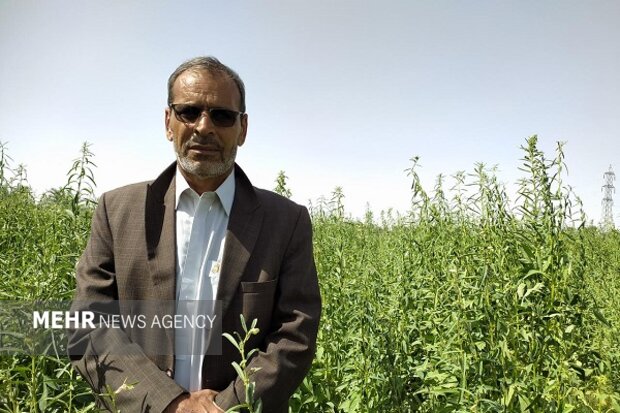 دلگان؛ قطب تولید کنجد سیستان و بلوچستان با چشم انداز صادرات