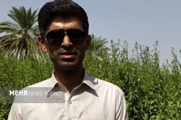 دلگان؛ قطب تولید کنجد سیستان و بلوچستان با چشم انداز صادرات