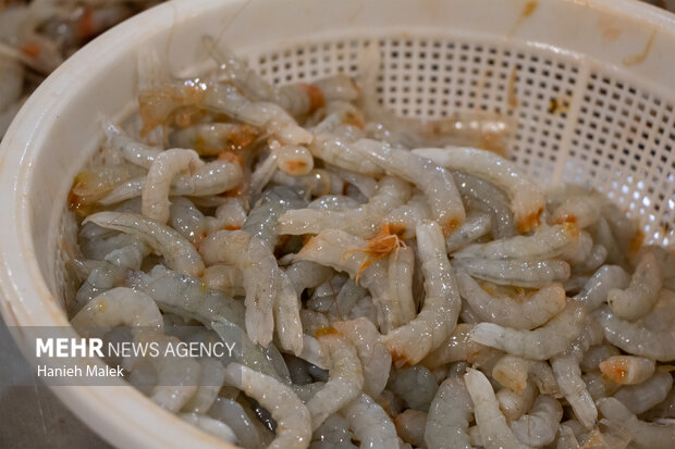 فرصت طلایی قصرشیرین برای صادرات آبزیان؛ تقویت زنجیره ارزش