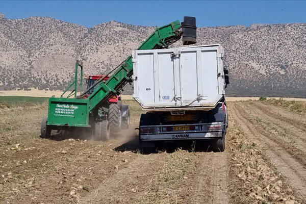 برداشت چغندر قند بهاره از مزارع گیلانغرب آغاز شد