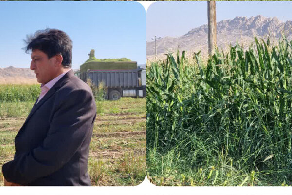 برداشت ذرت علوفهای از ۲۵۰۰ هکتار اراضی گیلانغرب آغاز شد