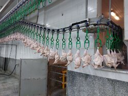 قیمت مصوب مرغ و تخم‌مرغ تا پایان سال تغییر نمی‌کند