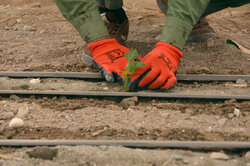 کشت فلفل رنگی در گلخانه‌های رودان آغاز شد