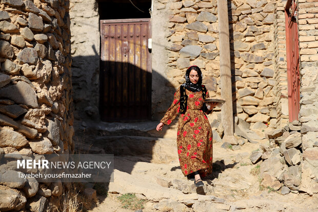 برداشت آلو در روستای «حیدره قاضی خان» همدان
