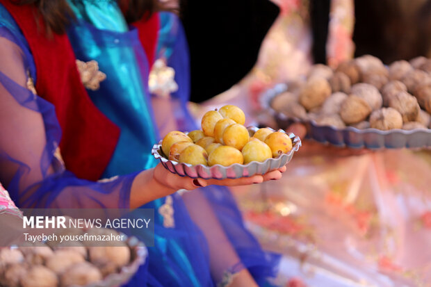 برداشت آلو در روستای «حیدره قاضی خان» همدان