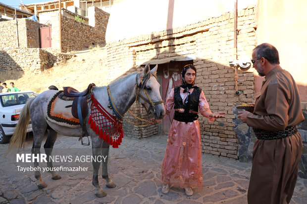 برداشت آلو در روستای «حیدره قاضی خان» همدان