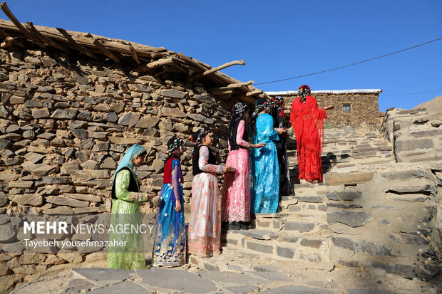 برداشت آلو در روستای «حیدره قاضی خان» همدان