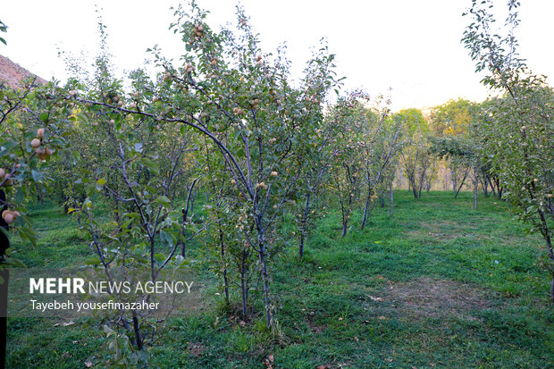 برداشت آلو در روستای «حیدره قاضی خان» همدان