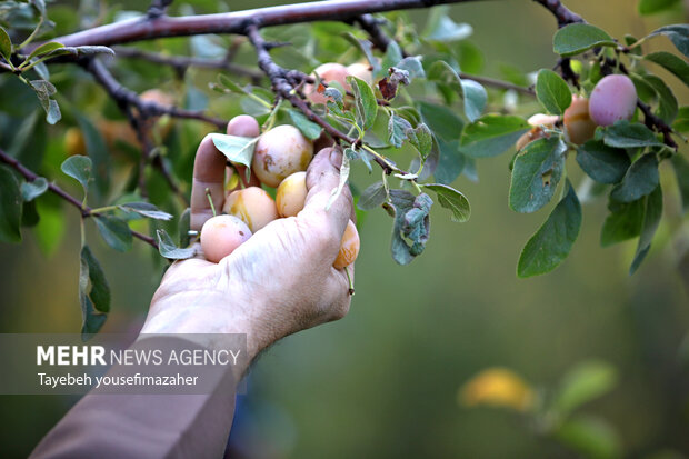 برداشت آلو در روستای «حیدره قاضی خان» همدان
