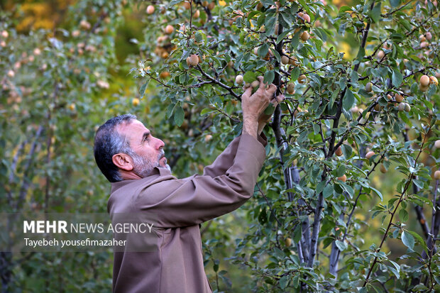برداشت آلو در روستای «حیدره قاضی خان» همدان