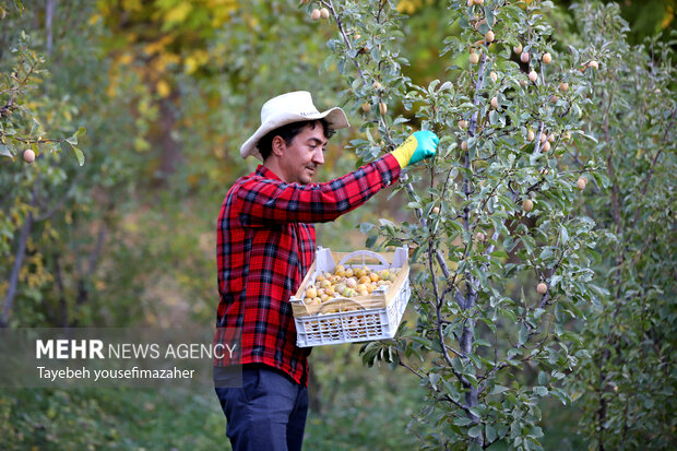 برداشت آلو در روستای «حیدره قاضی خان» همدان