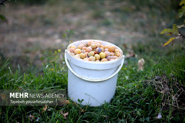 برداشت آلو در روستای «حیدره قاضی خان» همدان