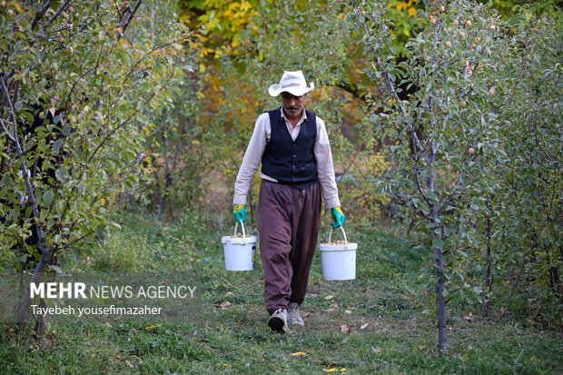 برداشت آلو در روستای «حیدره قاضی خان» همدان