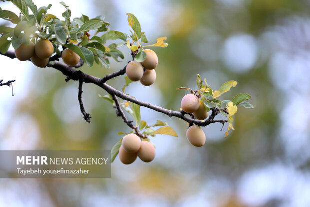 برداشت آلو در روستای «حیدره قاضی خان» همدان