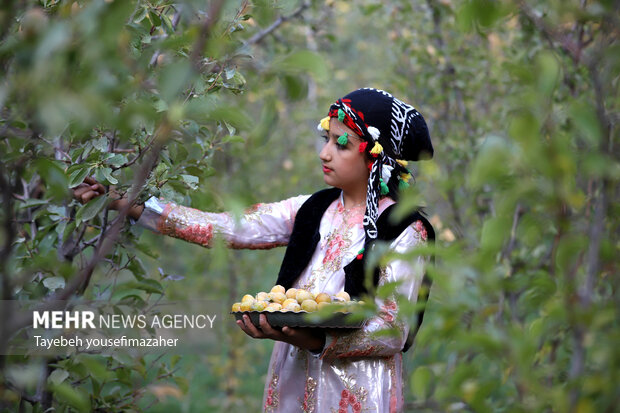 برداشت آلو در روستای «حیدره قاضی خان» همدان