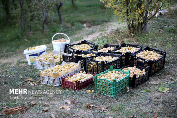 برداشت آلو در روستای «حیدره قاضی خان» همدان