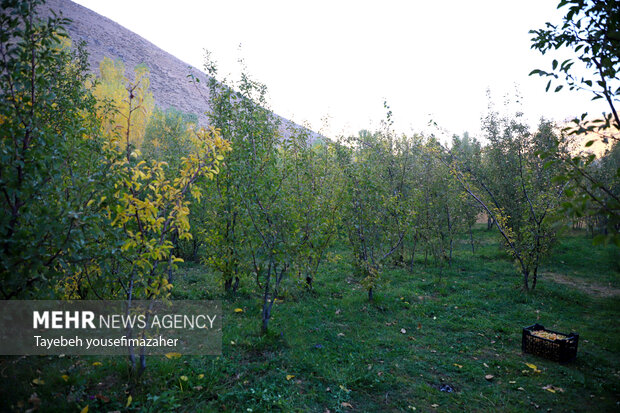 برداشت آلو در روستای «حیدره قاضی خان» همدان