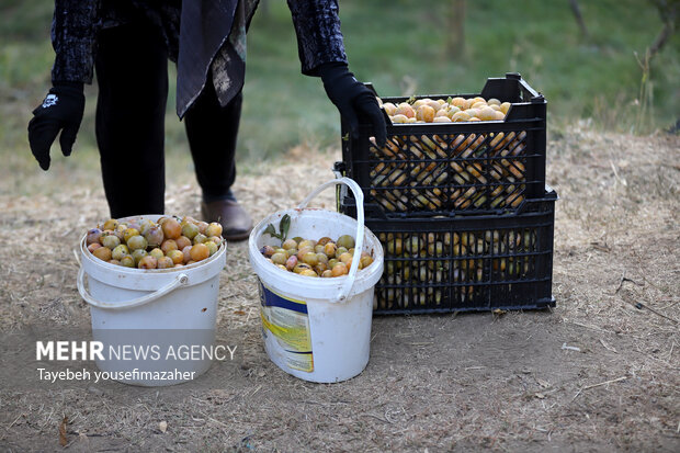 برداشت آلو در روستای «حیدره قاضی خان» همدان