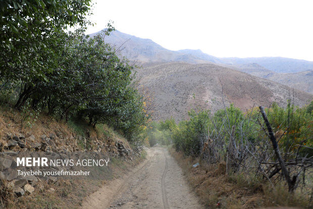 برداشت آلو در روستای «حیدره قاضی خان» همدان