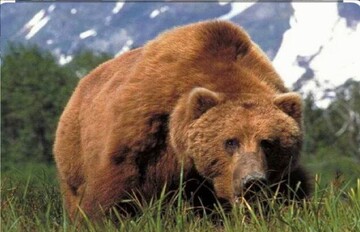 تعارض انسان و خرس؛ نشانه‌ای از بحران زیستگاه