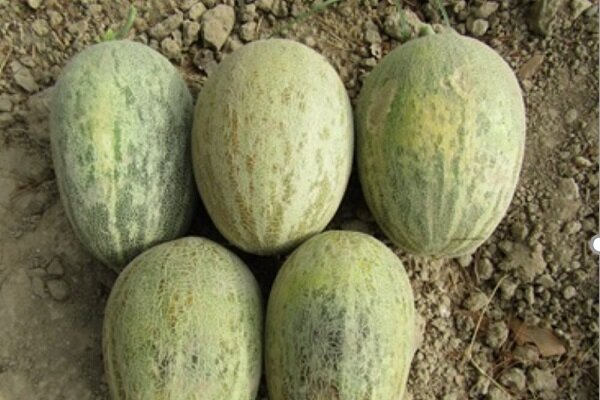 زهک؛ قطب نوظهور تولید خربزه خارج از فصل در دل خشکسالی