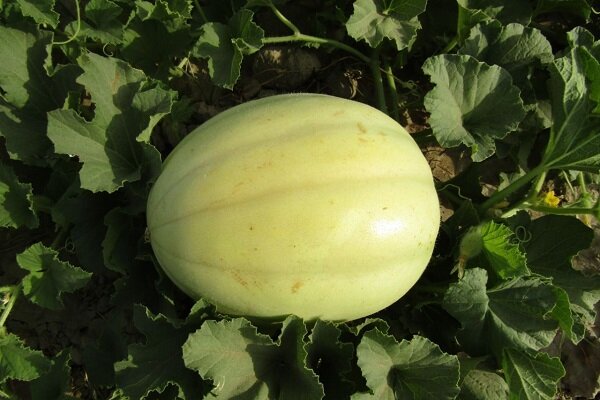 زهک؛ قطب نوظهور تولید خربزه خارج از فصل در دل خشکسالی