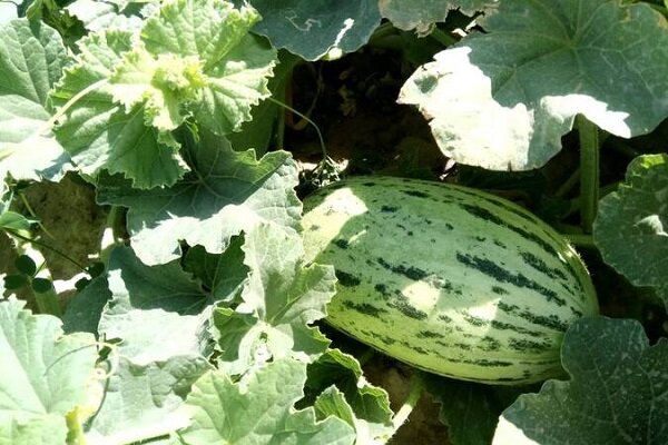 زهک؛ قطب نوظهور تولید خربزه خارج از فصل در دل خشکسالی