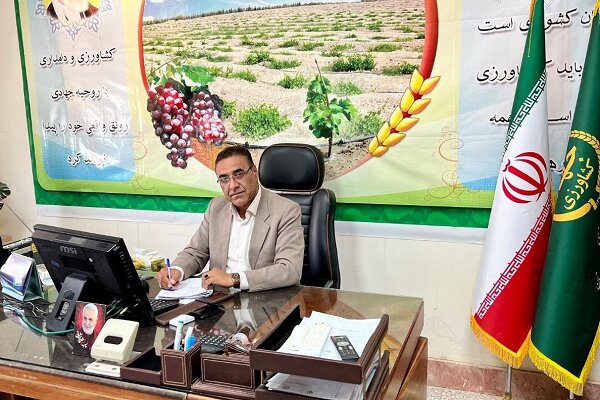 زهک؛ قطب نوظهور تولید خربزه خارج از فصل در دل خشکسالی