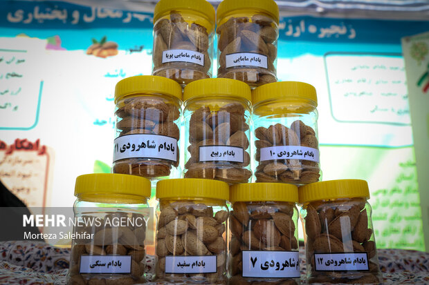 جشنواره بادام در سامان