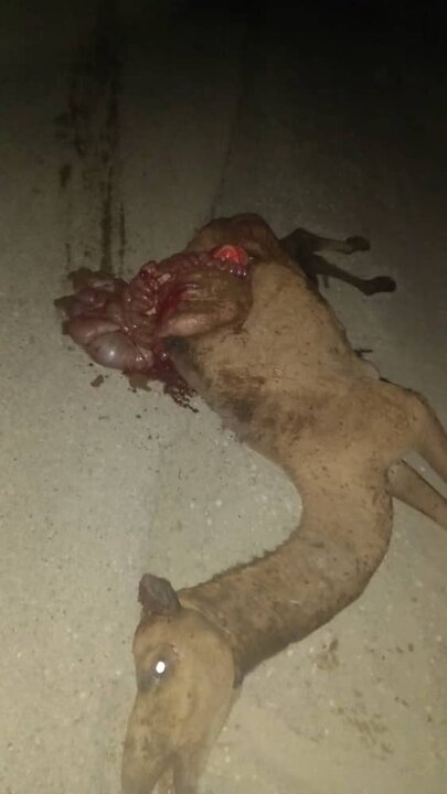 شترهای سرگردان دوباره در جاسک حادثه آفریدند