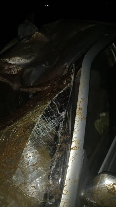 شترهای سرگردان دوباره در جاسک حادثه آفریدند