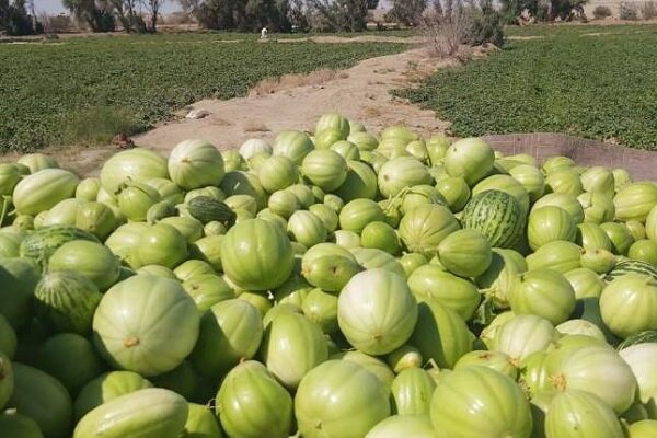 برداشت ۵ هزار تن خربزه در شاهرود
